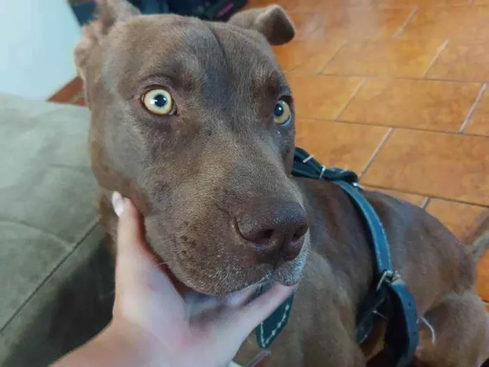 Cachorro ra a Pit Bull idade 2 anos nome Thor