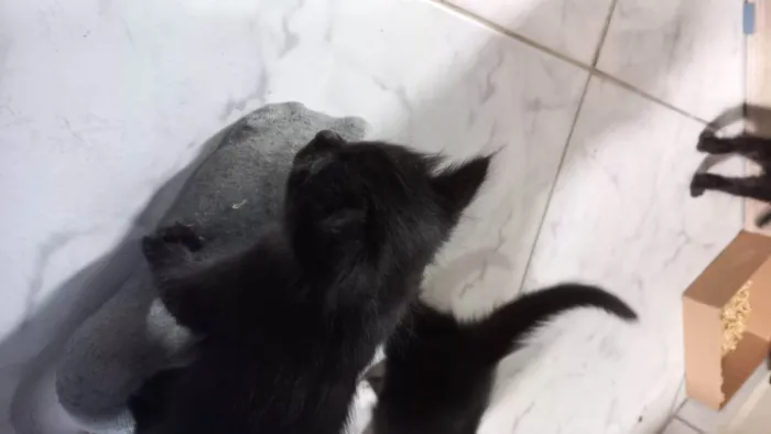 Gato ra a  idade Abaixo de 2 meses nome Filhote de gato