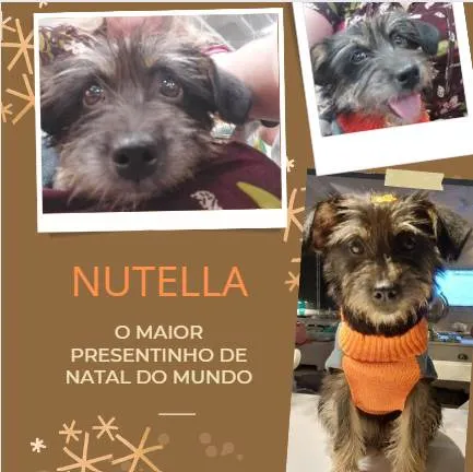 Cachorro ra a vira lata idade 1 ano nome Nutella