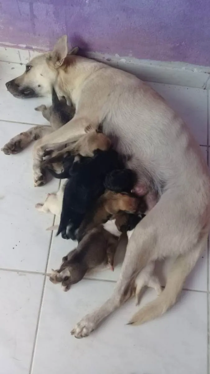 Cachorro ra a viralata idade Abaixo de 2 meses nome 2 femeas e 6 machos