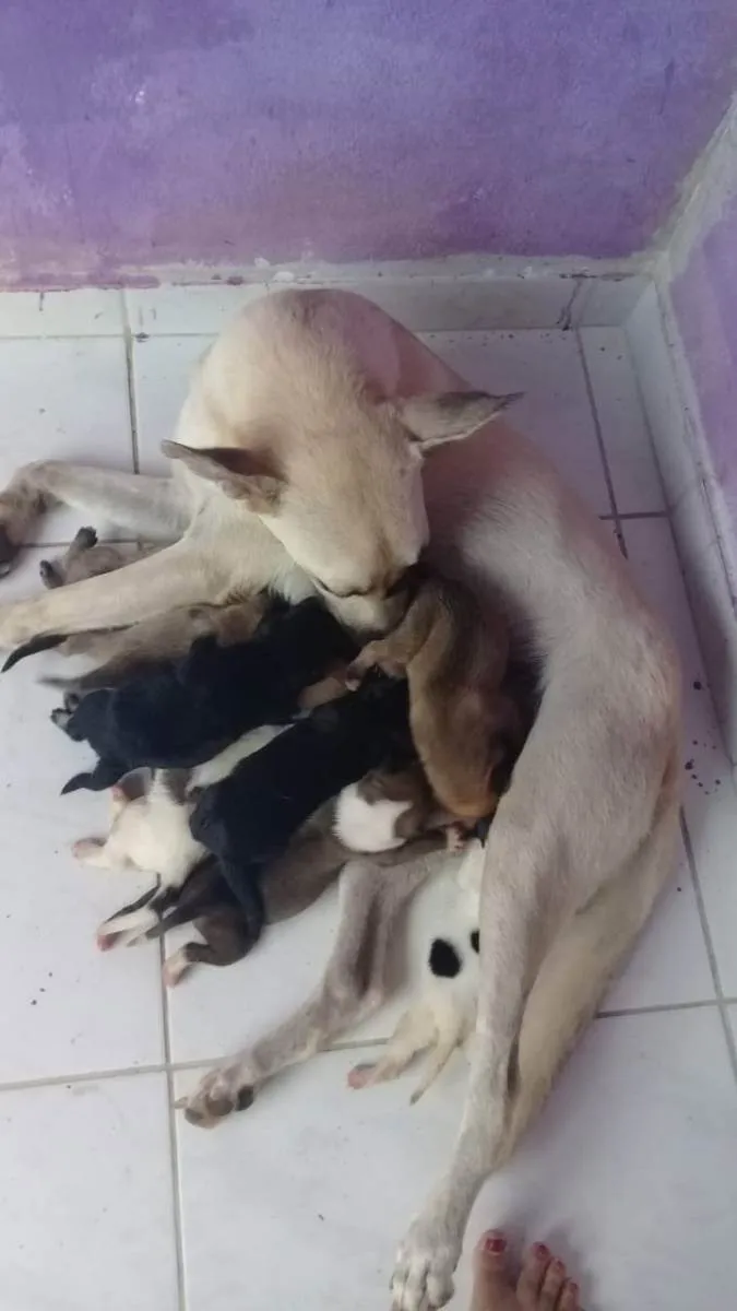 Cachorro ra a viralata idade Abaixo de 2 meses nome 2 femeas e 6 machos