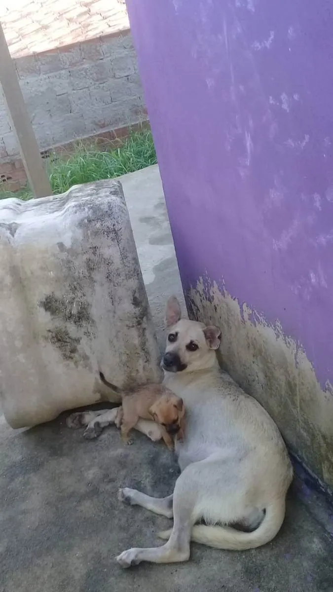 Cachorro ra a viralata idade Abaixo de 2 meses nome 2 femeas e 6 machos