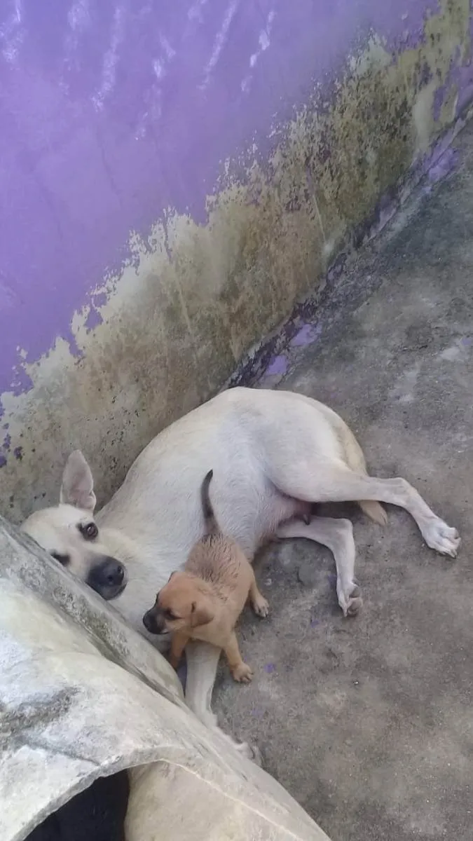 Cachorro ra a viralata idade Abaixo de 2 meses nome 2 femeas e 6 machos