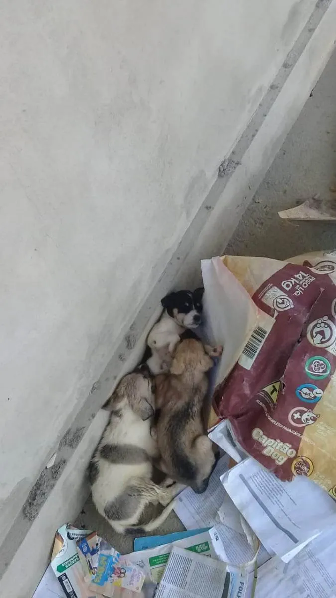 Cachorro ra a viralata idade Abaixo de 2 meses nome 2 femeas e 6 machos