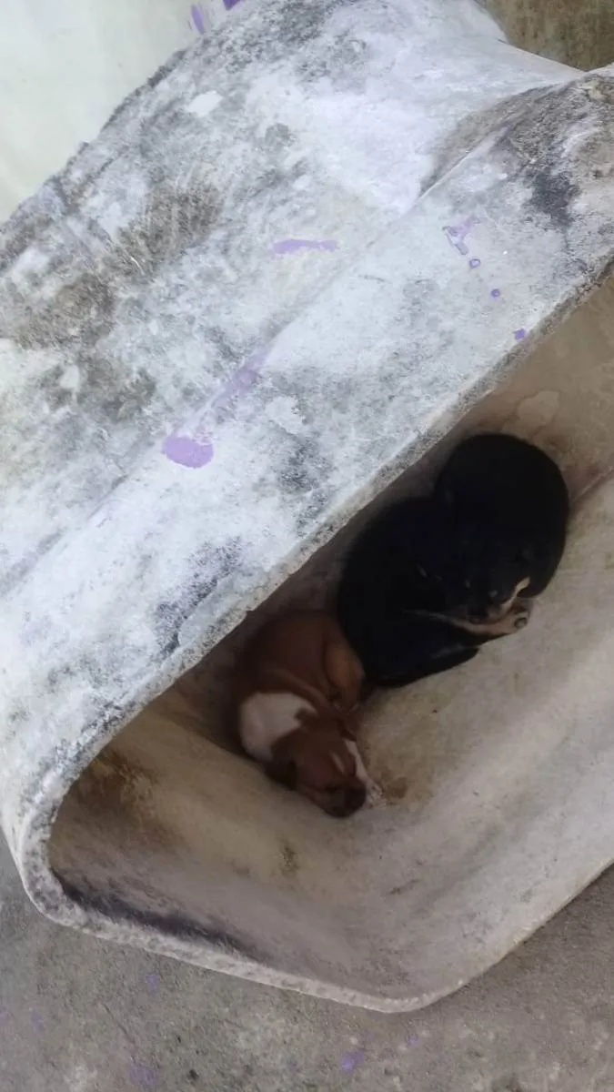 Cachorro ra a viralata idade Abaixo de 2 meses nome 2 femeas e 6 machos