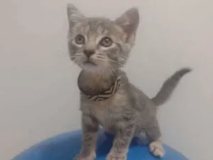 Gato raça Srd idade 2 a 6 meses nome Bartolomeu