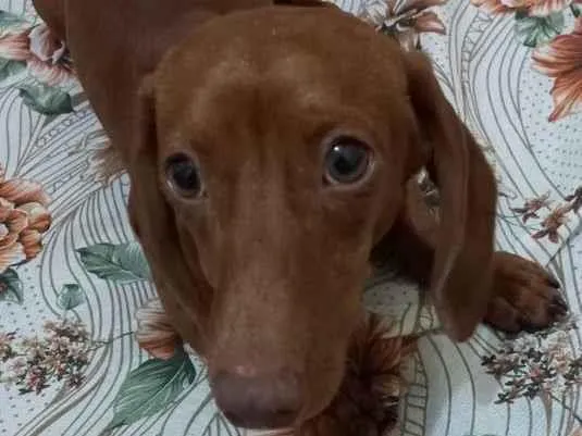Cachorro raça Basset idade 7 a 11 meses nome Lucky