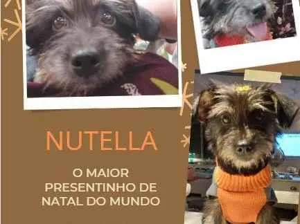 Cachorro ra a vira lata idade 1 ano nome Nutella