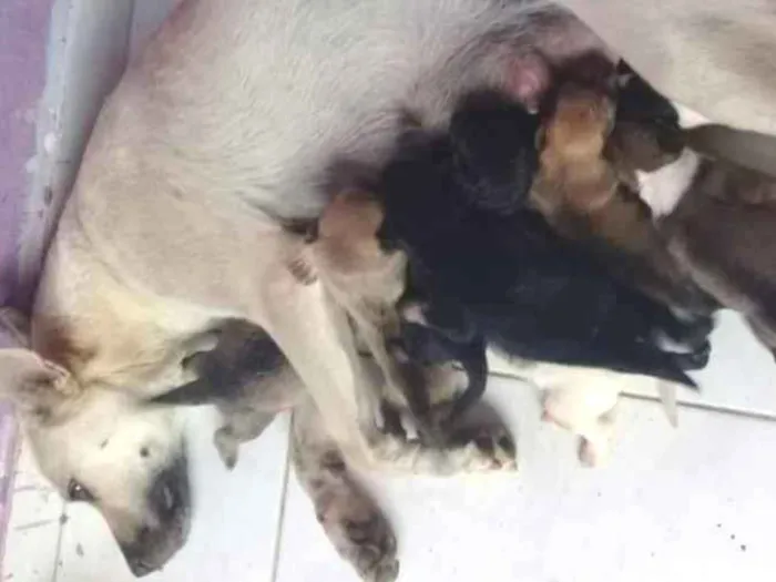 Cachorro ra a viralata idade Abaixo de 2 meses nome 2 femeas e 6 machos