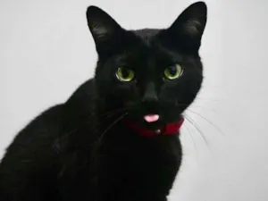 Gato raça Srd idade 3 anos nome Luã