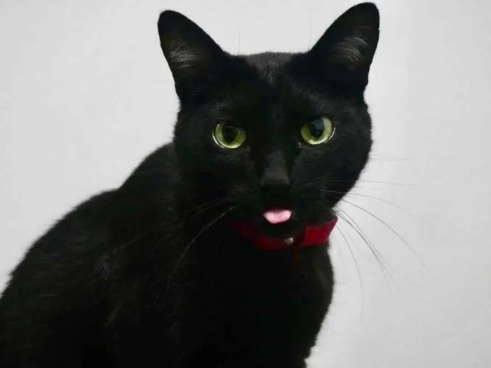 Gato ra a Srd idade 3 anos nome Luã