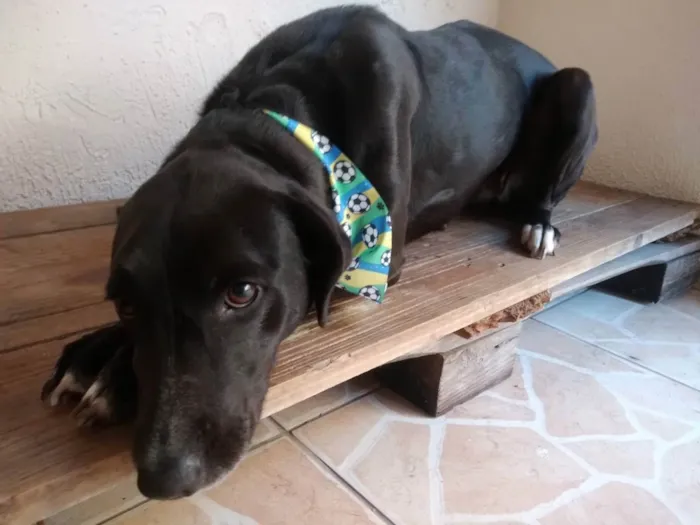 Cachorro ra a Sem raça definida idade 4 anos nome Aurora