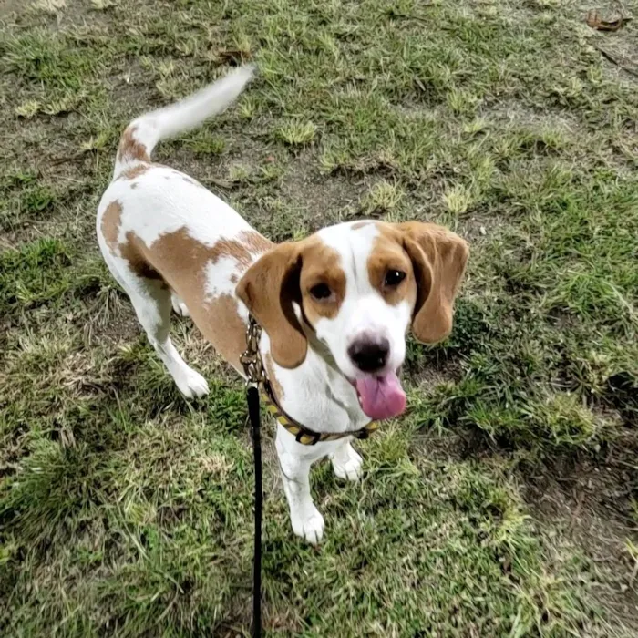 Cachorro ra a SRD - Beagle  idade 1 ano nome Nayla