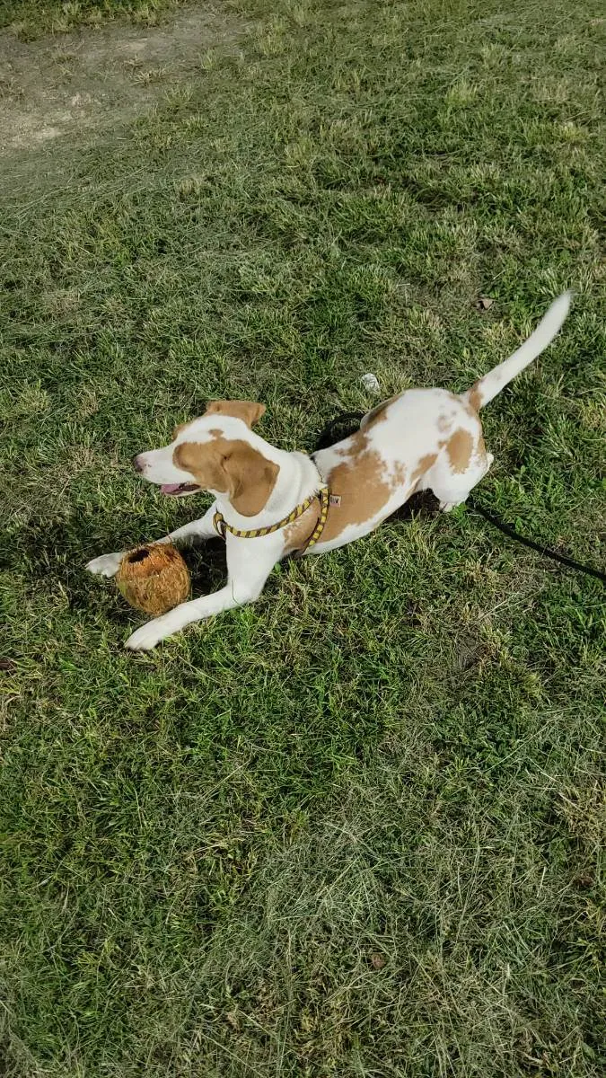Cachorro ra a SRD - Beagle  idade 1 ano nome Nayla