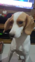 Nayla