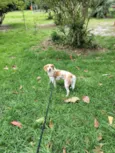 Nayla
