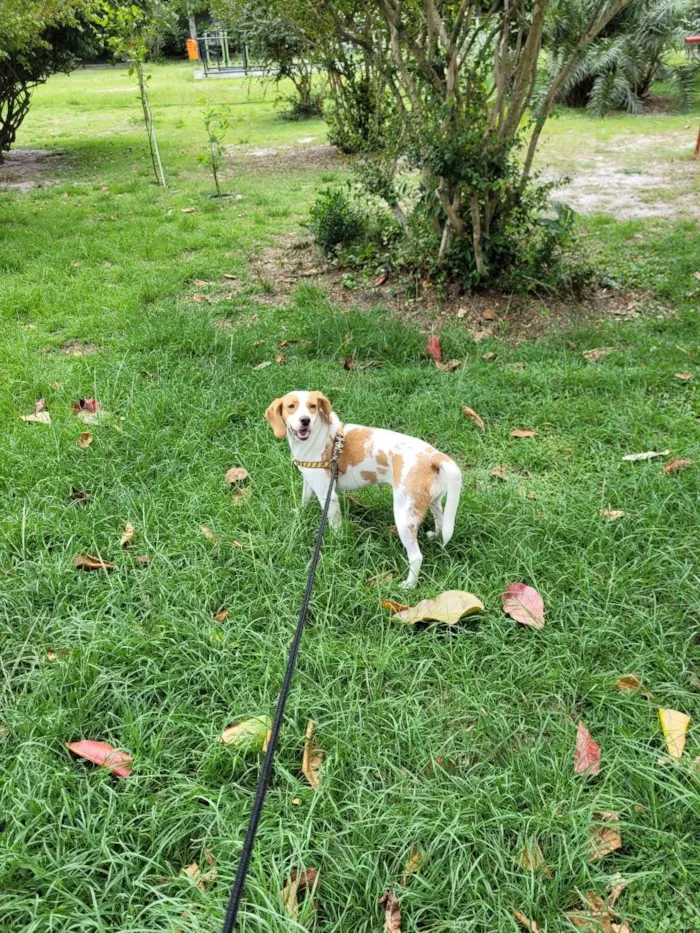Cachorro ra a SRD - Beagle  idade 1 ano nome Nayla