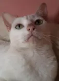 Maya