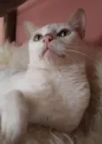 Maya