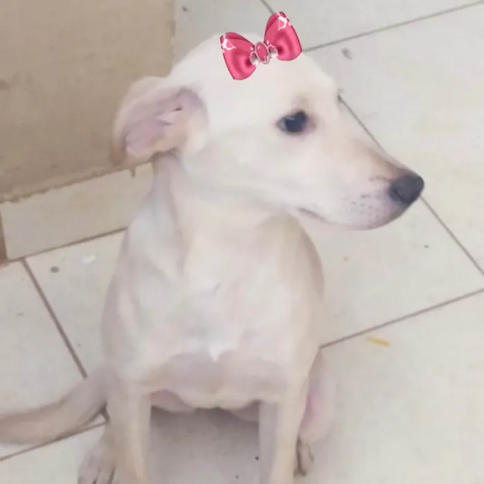 Cachorro ra a Mestiça  idade 2 a 6 meses nome Luna 