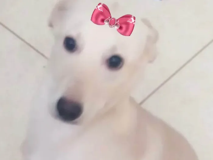 Cachorro ra a Mestiça  idade 2 a 6 meses nome Luna 