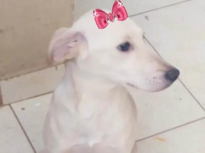 Cachorro ra a Mestiça  idade 2 a 6 meses nome Luna 