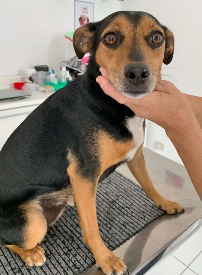 Cachorro raça SRD idade 2 anos nome CARAMELO