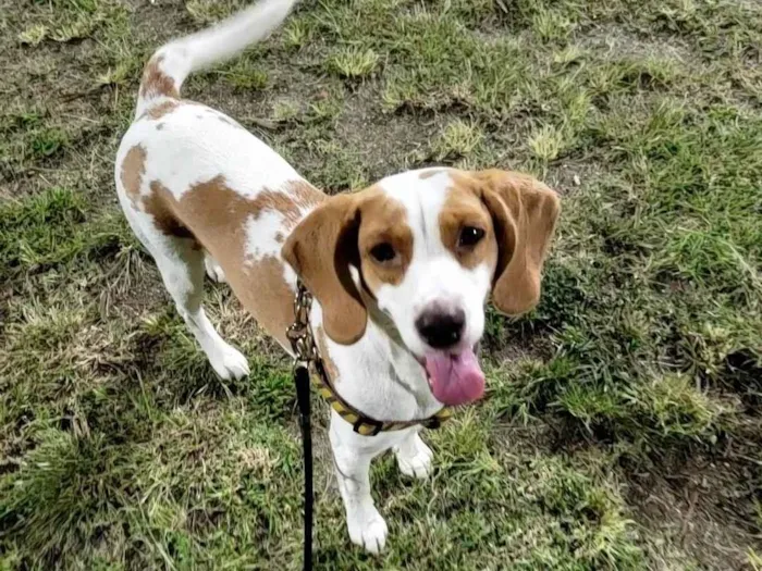 Cachorro ra a SRD - Beagle  idade 1 ano nome Nayla