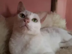 Gato raça Srd idade 1 ano nome Maya