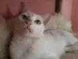 Maya
