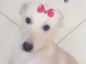 Cachorro raça Mestiça  idade 2 a 6 meses nome Luna 