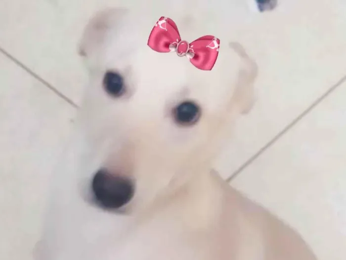 Cachorro ra a Mestiça  idade 2 a 6 meses nome Luna 