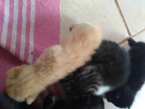 Gato raça Felino idade Abaixo de 2 meses nome Sem nome