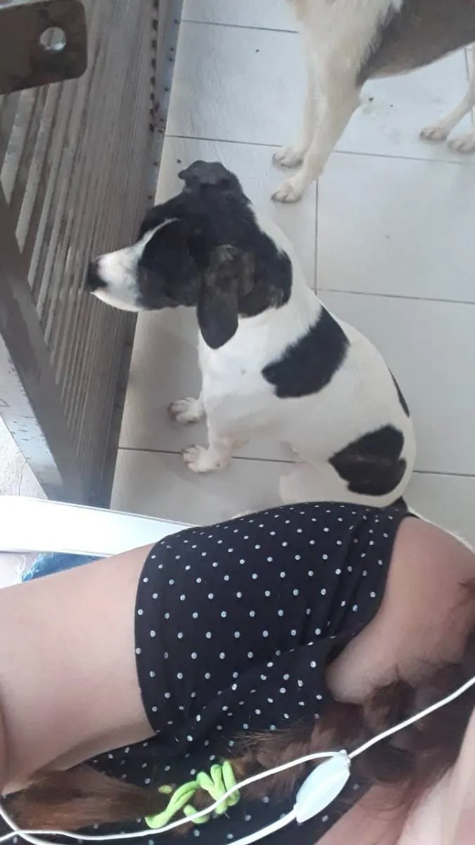 Cachorro ra a Raça indefinido  idade 3 anos nome Bella