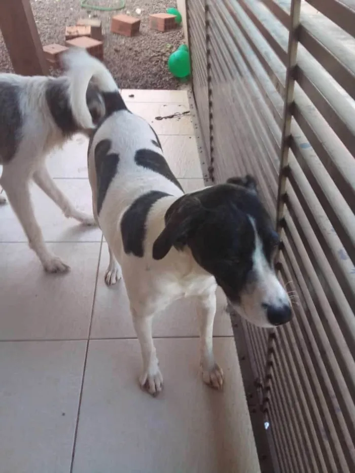 Cachorro ra a Raça indefinido  idade 3 anos nome Bella