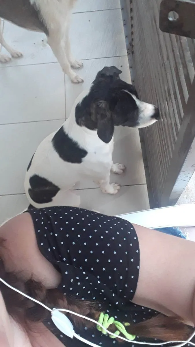 Cachorro ra a Raça indefinido  idade 3 anos nome Bella