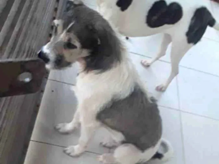 Cachorro ra a Raça indefinido  idade 3 anos nome Beethoven 