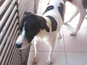 Cachorro raça Raça indefinido  idade 3 anos nome Bella