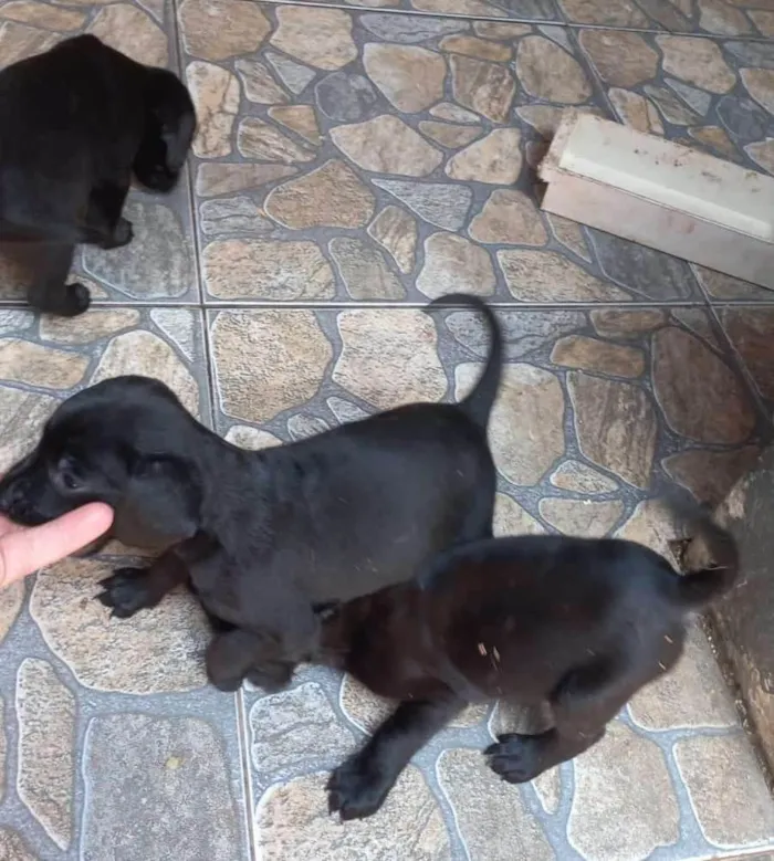 Cachorro ra a Labrador / srd porte medio idade Abaixo de 2 meses nome Cachorra filhotes 