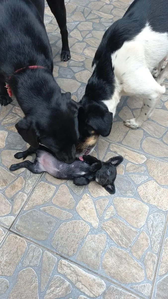 Cachorro ra a Labrador / srd porte medio idade Abaixo de 2 meses nome Cachorra filhotes 