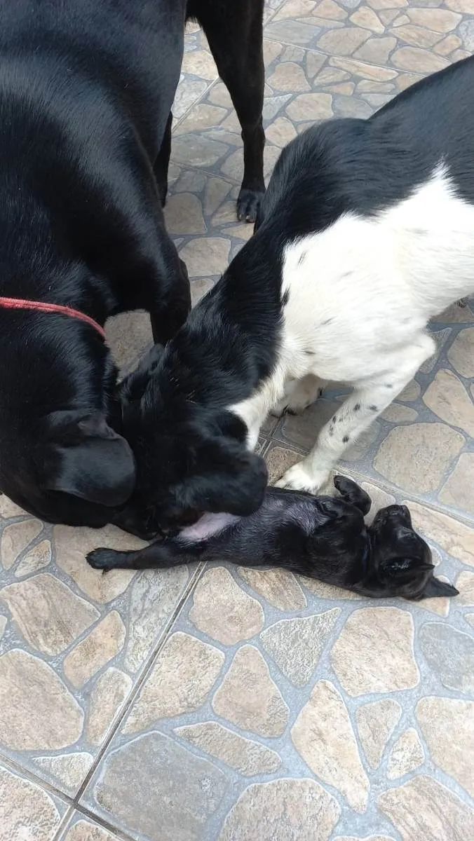 Cachorro ra a Labrador / srd porte medio idade Abaixo de 2 meses nome Cachorra filhotes 