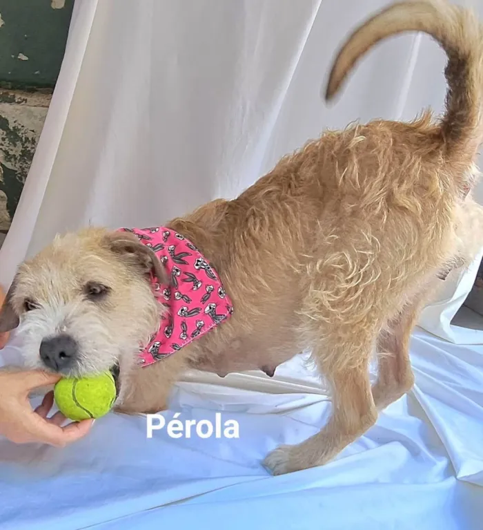 Cachorro raça Sem raça definida  idade 1 ano nome Pérola 