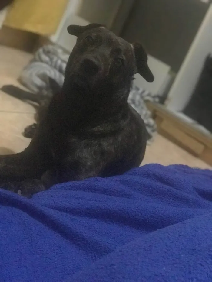 Cachorro ra a sem raça definida  idade 2 anos nome Aquiles