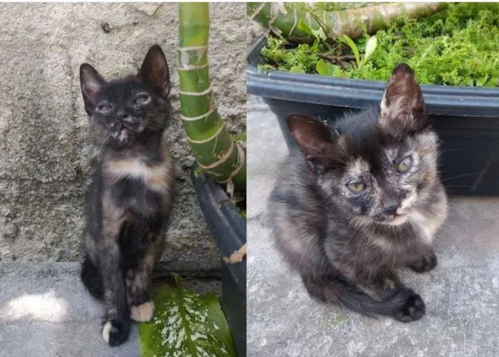 Gato ra a SRD idade 2 a 6 meses nome Gatinhas