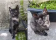 Gatinhas