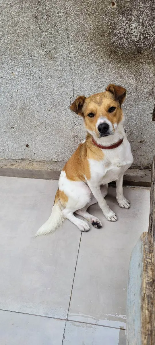 Cachorro ra a Não Definida idade 1 ano nome PINGO