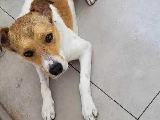 Cachorro ra a Não Definida idade 1 ano nome PINGO