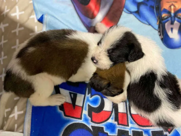 Cachorro ra a  idade 2 a 6 meses nome Dois filhotes