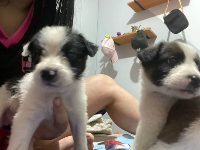 Cachorro ra a  idade 2 a 6 meses nome Dois filhotes