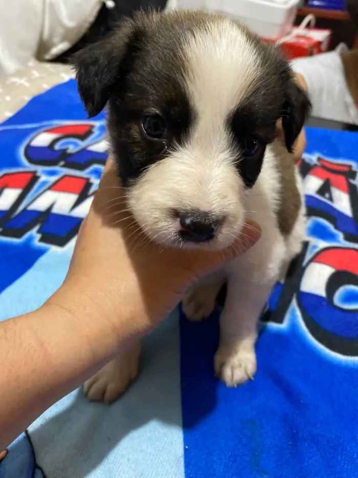 Cachorro ra a  idade 2 a 6 meses nome Dois filhotes